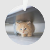 Cutest Baby Animals | Fluffy Orange Kitten Ornament (voorkant)