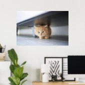 Cutest Baby Animals | Fluffy Orange Kitten Poster (Thuiskantoor)