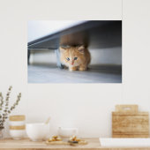 Cutest Baby Animals | Fluffy Orange Kitten Poster (Keuken)
