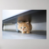 Cutest Baby Animals | Fluffy Orange Kitten Poster (Voorkant)