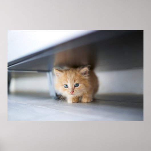 Cutest Baby Animals | Fluffy Orange Kitten Poster (Voorkant)