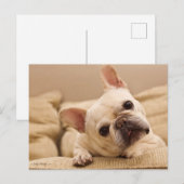 Cutest Baby Animals | French Bulldog Head Tilt Briefkaart (Voorkant / Achterkant)