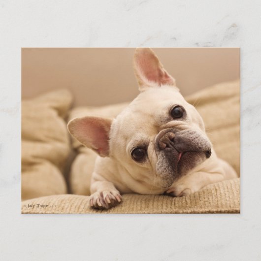 Cutest Baby Animals | French Bulldog Head Tilt Briefkaart (Voorkant)