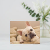 Cutest Baby Animals | French Bulldog Head Tilt Briefkaart (Staand voorkant)