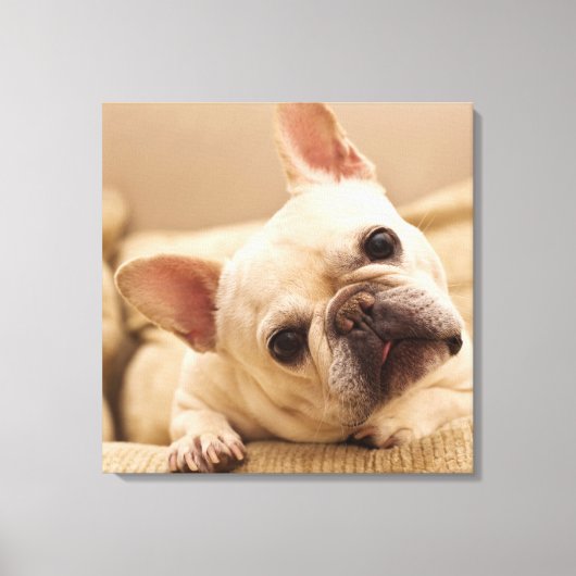 Cutest Baby Animals | French Bulldog Head Tilt Canvas Afdruk (Voorkant)