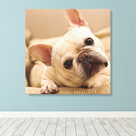 Cutest Baby Animals | French Bulldog Head Tilt Canvas Afdruk (Insitu (Houten vloer))