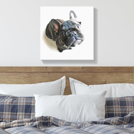 Cutest Baby Animals | French Bulldog Look Up Canvas Afdruk (Insitu (Slaapkamer))