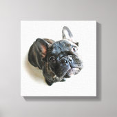 Cutest Baby Animals | French Bulldog Look Up Canvas Afdruk (Voorkant)