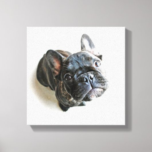 Cutest Baby Animals | French Bulldog Look Up Canvas Afdruk (Voorkant)