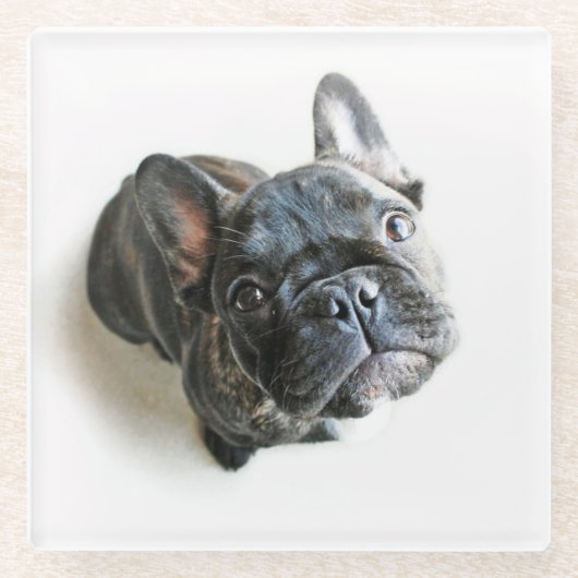 Cutest Baby Animals | French Bulldog Look Up Glazen Onderzetter (Voorkant)