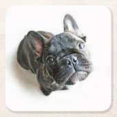 Cutest Baby Animals | French Bulldog Look Up Kartonnen Onderzetters (Voorkant)