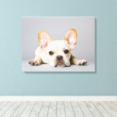 Cutest Baby Animals | French Bulldog Lying Down Canvas Afdruk (Insitu (Houten vloer))