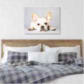 Cutest Baby Animals | French Bulldog Lying Down Canvas Afdruk (Insitu (Slaapkamer))