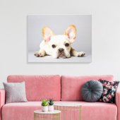 Cutest Baby Animals | French Bulldog Lying Down Canvas Afdruk (Insitu (Woonkamer))