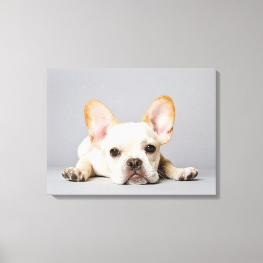 Cutest Baby Animals | French Bulldog Lying Down Canvas Afdruk (Voorkant)