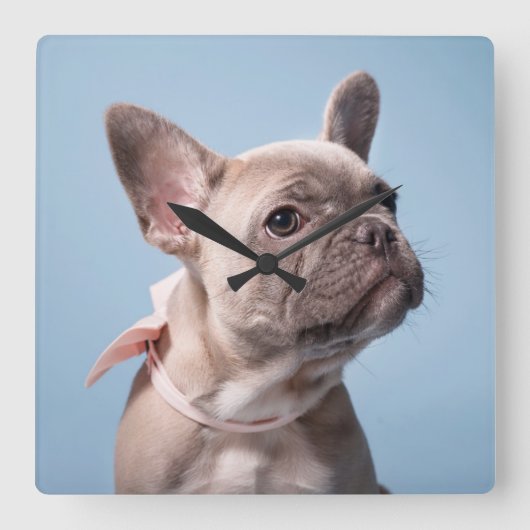 Cutest Baby Animals | French Bulldog Pink Bow Vierkante Klok (Voorkant)