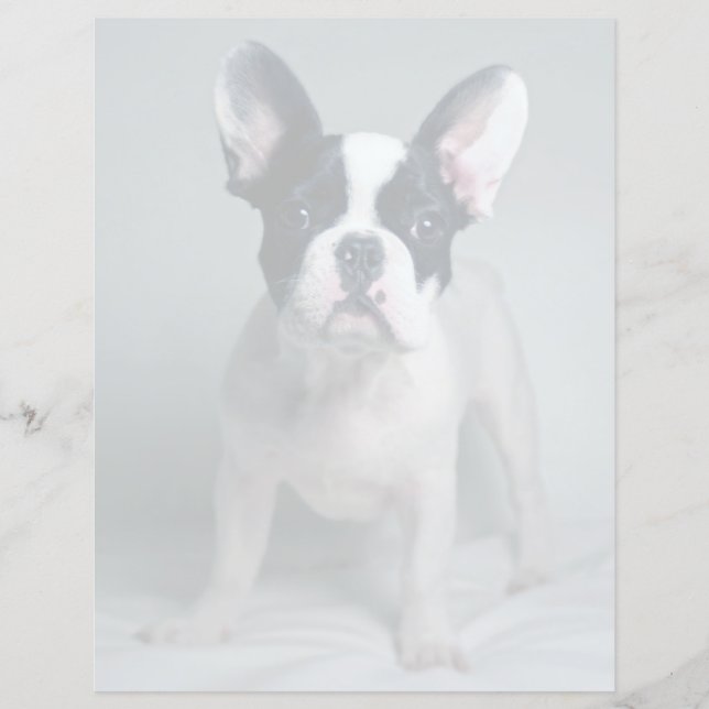 Cutest Baby Animals | French Bulldog Puppy (Voorkant)