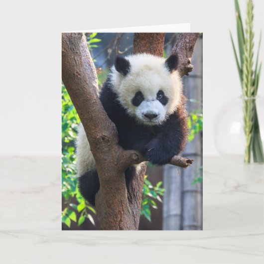 Cutest Baby Animals | Giant Panda Cub Kaart (Voorkant)