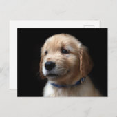 Cutest Baby Animals | Golden Retriever Puppy Briefkaart (Voorkant / Achterkant)
