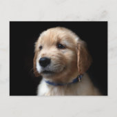 Cutest Baby Animals | Golden Retriever Puppy Briefkaart (Voorkant)