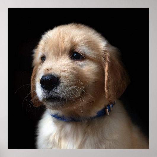 Cutest Baby Animals | Golden Retriever Puppy Poster (Voorkant)
