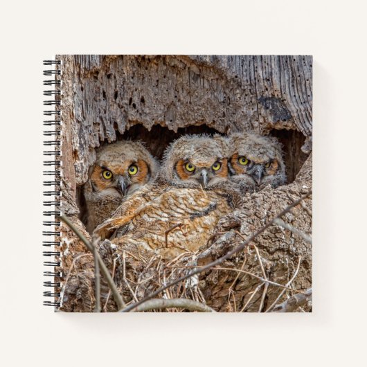 Cutest Baby Animals | Great Horned Chicks Notitieboek (Voorkant)