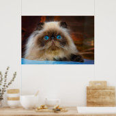 Cutest Baby Animals | Himalayan Cat Poster (Keuken)