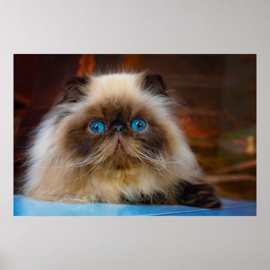 Cutest Baby Animals | Himalayan Cat Poster (Voorkant)