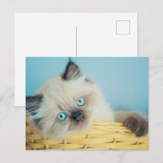 Cutest Baby Animals | Himalayan Seal Point Cat Briefkaart (Voorkant / Achterkant)