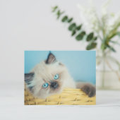 Cutest Baby Animals | Himalayan Seal Point Cat Briefkaart (Staand voorkant)