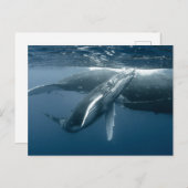 Cutest Baby Animals | Humpback Whale Calf Briefkaart (Voorkant / Achterkant)