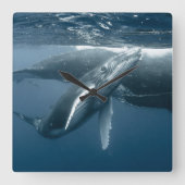 Cutest Baby Animals | Humpback Whale Calf Vierkante Klok (Voorkant)