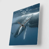 Cutest Baby Animals | Humpback Whale Calf Vierkante Klok (Hoek)
