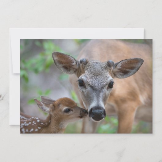 Cutest Baby Animals | Key Deer Stag & Fawn Bedankkaart (Voorkant)