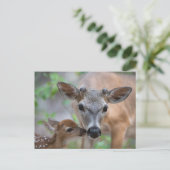 Cutest Baby Animals | Key Deer Stag & Fawn Briefkaart (Staand voorkant)