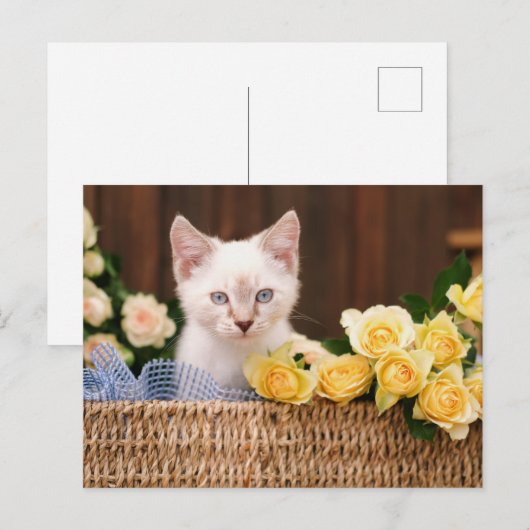 Cutest Baby Animals | Kitten & Yellow Roses Briefkaart (Voorkant / Achterkant)