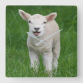 Cutest Baby Animals | Lil Lamb Vierkante Klok (Voorkant)