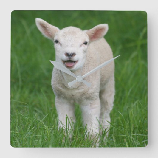 Cutest Baby Animals | Lil Lamb Vierkante Klok (Voorkant)