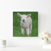 Cutest Baby Animals | Lil Lamb Vierkante Klok (Huis)