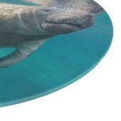 Cutest Baby Animals | Manatee & Baby Snijplank (Hoek)