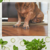 Cutest Baby Animals | Mini Dachshund Puppy Theedoek (Gevouwen)