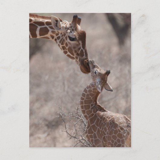 Cutest Baby Animals | Mother and Baby Giraffe Briefkaart (Voorkant)