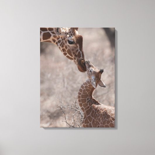 Cutest Baby Animals | Mother and Baby Giraffe Canvas Afdruk (Voorkant)