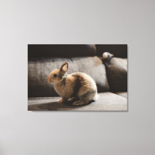 Cutest Baby Animals | Netherland Dwarf Rabbit Canvas Afdruk (Voorkant)