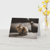 Cutest Baby Animals | Netherland Dwarf Rabbit Kaart (Gele Bloem)