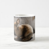 Cutest Baby Animals | Netherland Dwarf Rabbit Koffiemok (Center)