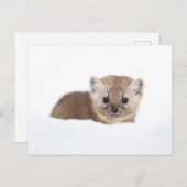 Cutest Baby Animals | Pine Marten Briefkaart (Voorkant / Achterkant)