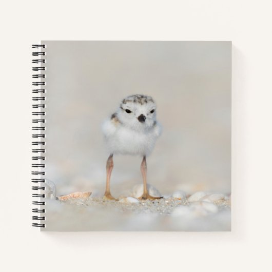 Cutest Baby Animals | Piping Plover Chick Notitieboek (Voorkant)