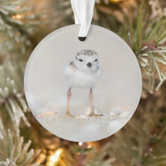 Cutest Baby Animals | Piping Plover Chick Ornament (Boom)