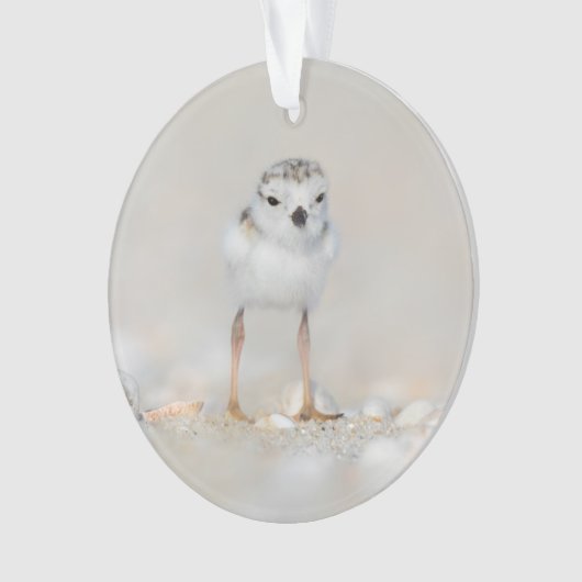 Cutest Baby Animals | Piping Plover Chick Ornament (voorkant)